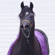 Foaling Announcement